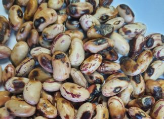 Beheer antraknose by bone effektief