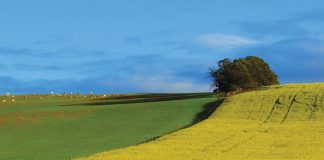 Langer groeiers meer riskant in wisselvallige klimaat