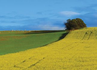 Langer groeiers meer riskant in wisselvallige klimaat