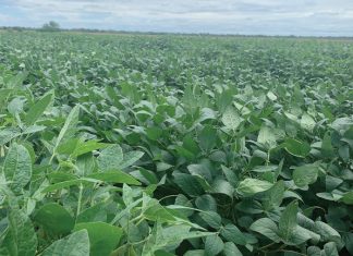 ’n Rewolusie in sojaboonproduksie is hier