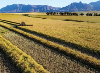 Bewaringslandbou: Só reageer kanola op stikstofbemesting