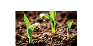 Integrating plant biotech crops with IPM