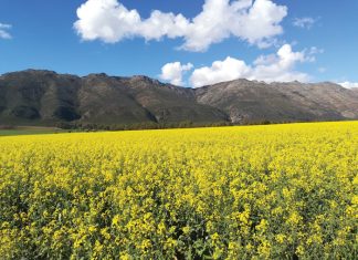 Swartstam by kanola – siektebeheer deur kultivarweerstand