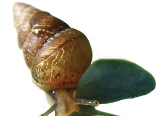 Beskerm saailinge teen slakke