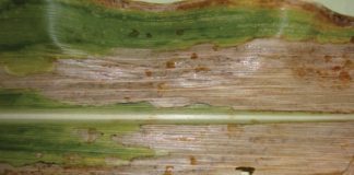 Higher maize yields with pathogen-free seeds