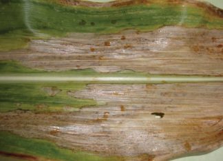 Higher maize yields with pathogen-free seeds