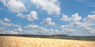 Wintergraankultivars trek skaal op 46 VIR 2022