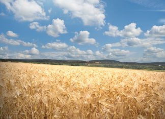 Wintergraankultivars trek skaal op 46 VIR 2022