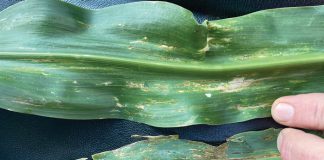 BLS on seedlings – cause for concern