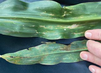 BLS on seedlings – cause for concern