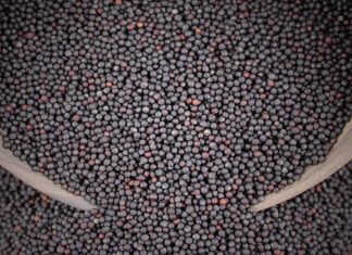 Kanolasaad vir 2022: Beskikbaarheid kan pla