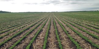 Plantdiepte deurslaggewend vir goeie opkoms