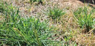 Weed resistance poses global challenge