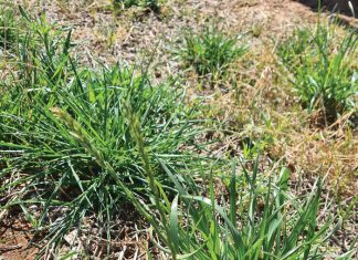 Weed resistance poses global challenge