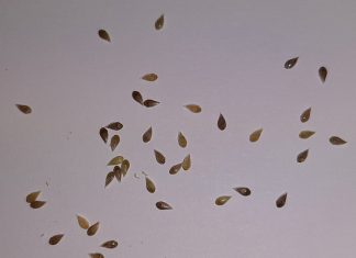 Weerstandige kanariegras moet dopgehou word