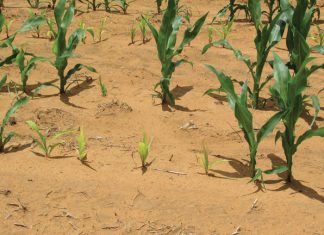 Kan mielieplante soos waterlelies reageer?