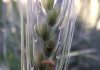 How to control relevant insect pests on barley