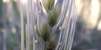 How to control relevant insect pests on barley