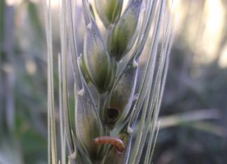 How to control relevant insect pests on barley