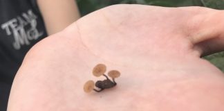 Sclerotinia alert: Is 2022 a good year for an outbreak?