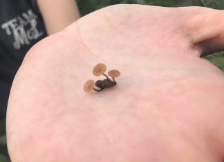 Sclerotinia alert: Is 2022 a good year for an outbreak?