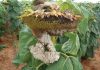 Sunflower: Sclerotinia head and stalk rot increasing