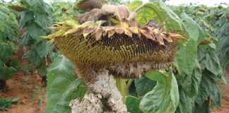 Sunflower: Sclerotinia head and stalk rot increasing