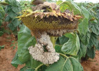 Sunflower: Sclerotinia head and stalk rot increasing