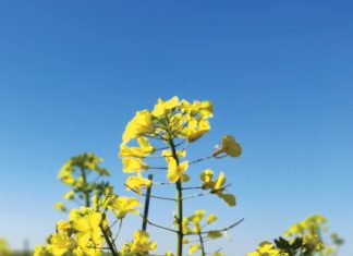 Swartstam by kanola – siektebeheer deur swamdoders