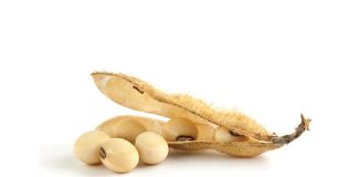 New export markets explored for soybeans
