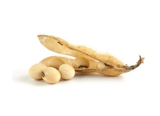 New export markets explored for soybeans