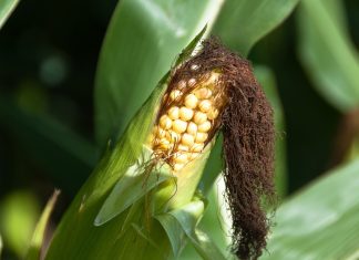 Vervoer – die vlieg in bedryf se salf