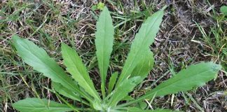 Proactive weed management from a global perspective
