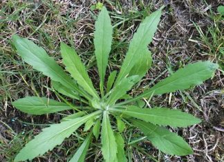 Proactive weed management from a global perspective