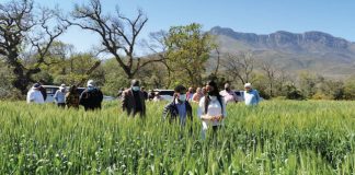 Focus on wheat breeding takes centre stage
