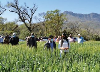 Focus on wheat breeding takes centre stage