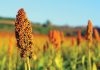 Growth potential abounds for sorghum, study shows