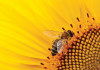 Pollinator safety – just ‘bee’ responsible