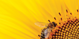 Pollinator safety – just ‘bee’ responsible