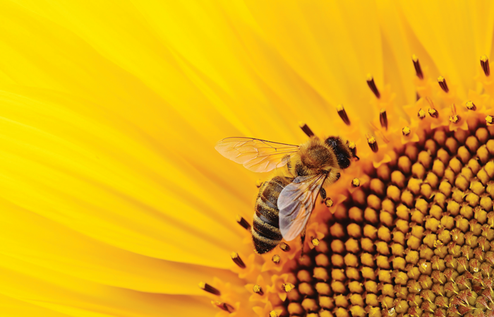 Pollinator safety – just ‘bee’ responsible