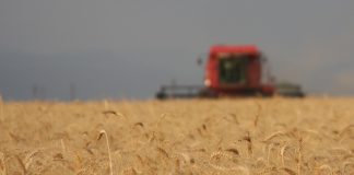 Impact of EU trade agreement on local wheat industry