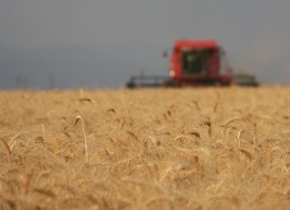 Impact of EU trade agreement on local wheat industry