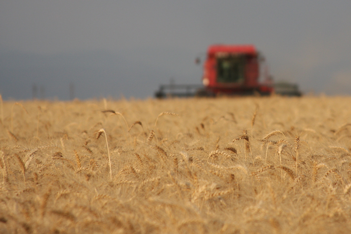 Impact of EU trade agreement on local wheat industry