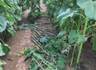 Graan in die reën: kyk uit vir dié siektes