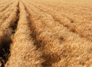 Lae valgetal by koring – opsies om impak te versag