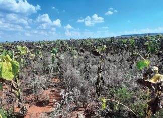 Nadraai van uitermatig nat seisoene ondersoek
