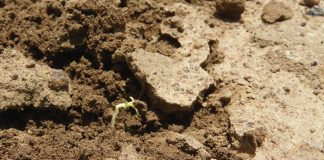 Groter kans vir sukses met ’n deklaag