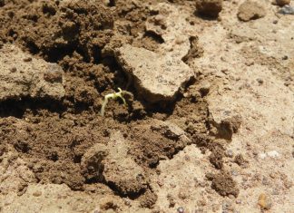 Groter kans vir sukses met ’n deklaag