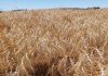 Better wheat quality with decreased inputs
