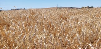 Better wheat quality with decreased inputs